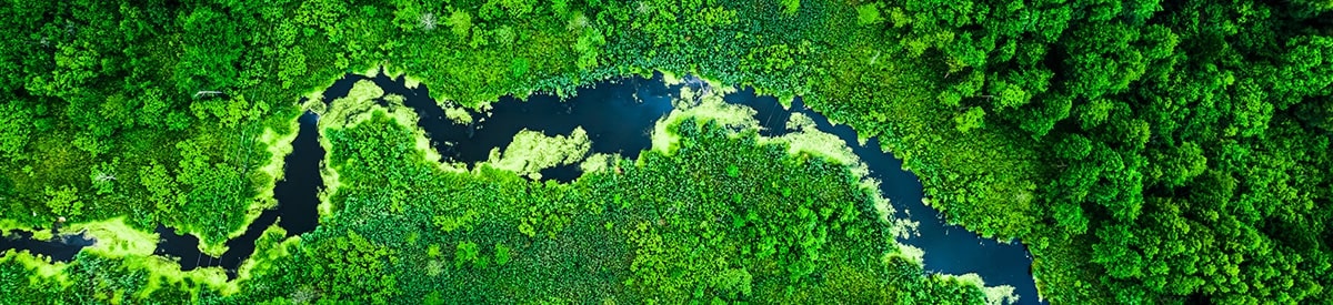 Vue de dessus d’une forêt au milieu de laquelle coule une rivière.